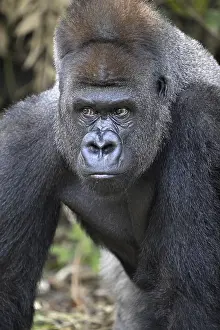 Western lowland gorilla (Gorilla gorilla gorilla)
