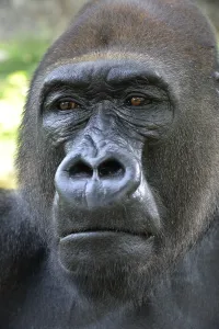 Western Lowland Gorilla (Gorilla gorilla gorilla)