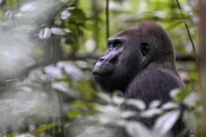 Western lowland gorilla (Gorilla gorilla gorilla)