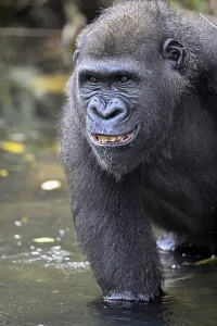 Western lowland gorilla (Gorilla gorilla gorilla)