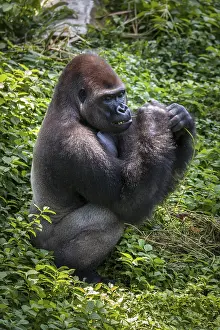 Western lowland gorilla (Gorilla gorilla gorilla)