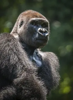Western lowland gorilla (Gorilla gorilla gorilla)