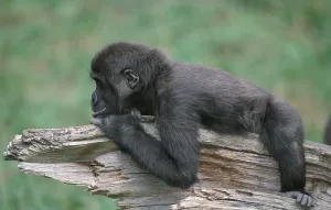Western lowland gorilla (Gorilla gorilla gorilla)