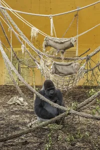 Western lowland gorilla (Gorilla gorilla gorilla) silverback male sitting inside indoor enclosure in the Cabarceno Park