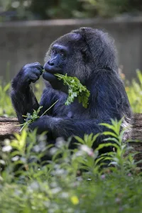 Western lowland gorilla (Gorilla gorilla gorilla)