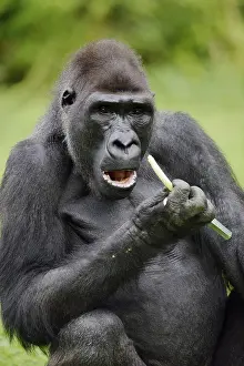 Western lowland gorilla (Gorilla gorilla gorilla)