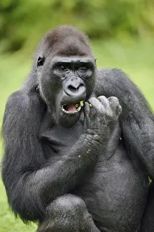 Western lowland gorilla (Gorilla gorilla gorilla)