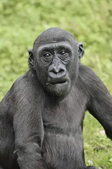 Western lowland gorilla (Gorilla gorilla gorilla)