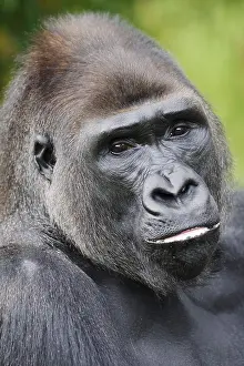 Western lowland gorilla (Gorilla gorilla gorilla)