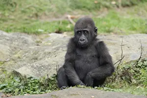 Western lowland gorilla (Gorilla gorilla gorilla)