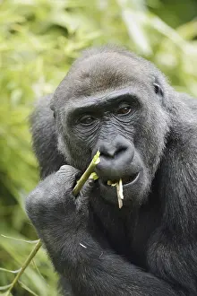 Western lowland gorilla (Gorilla gorilla gorilla)