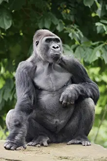 Western lowland gorilla (Gorilla gorilla gorilla)