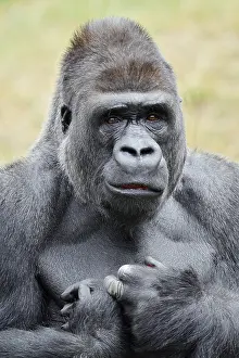 Western lowland gorilla (Gorilla gorilla gorilla)