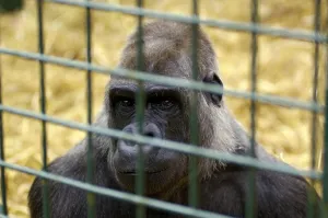 Western Lowland Gorilla Gorilla gorilla gorilla in captivity