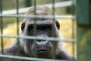 Western Lowland Gorilla Gorilla gorilla gorilla in captivity
