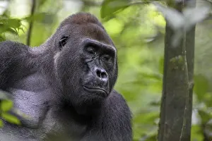 Western lowland gorilla (Gorilla gorilla gorilla) with closed eyes