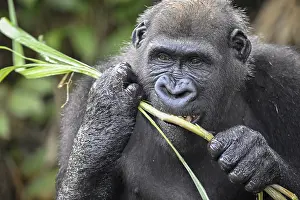 Western lowland gorilla (Gorilla gorilla gorilla) eating