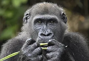 Western lowland gorilla (Gorilla gorilla gorilla) eating