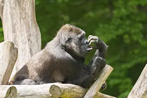 Western lowland gorilla (Gorilla gorilla gorilla) lying on wood