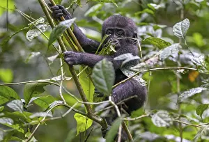 Western lowland gorilla (Gorilla gorilla gorilla) near the Bai-Hokou forest clearing