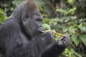 Western lowland gorilla (Gorilla gorilla gorilla) peeling a banana