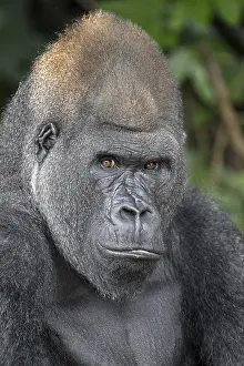 Western lowland gorilla (Gorilla gorilla gorilla) in the Reserve Lesio-Louna nature reserve