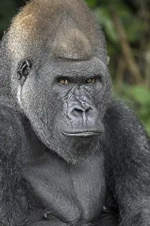 Western lowland gorilla (Gorilla gorilla gorilla) in the Reserve Lesio-Louna nature reserve