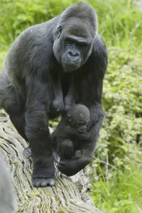 Western lowland gorilla, Western Lowland Gorillas (Gorilla gorilla gorilla)