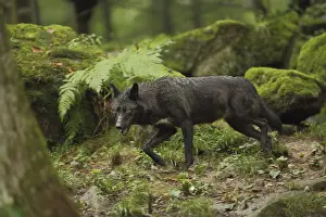 Western mackenzie valley wolf (Canis lupus occidentalis)