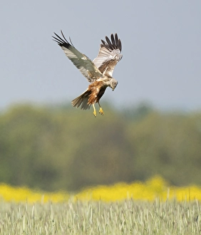 Western marsh-harrier (Circus aeruginosus)