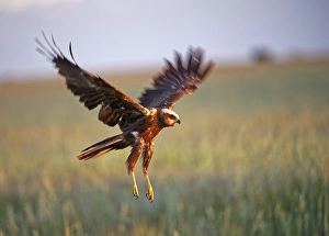 Western marsh-harrier (Circus aeruginosus)