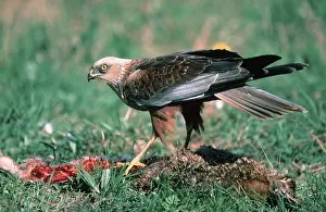 Western marsh-harrier (Circus aeruginosus)