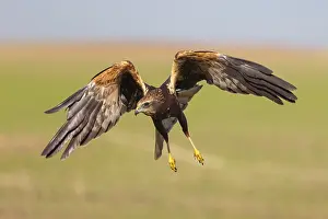 Western marsh-harrier (Circus aeruginosus)