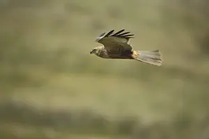 Western marsh-harrier (Circus aeruginosus)