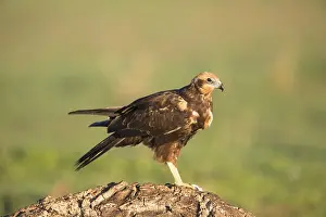 Western marsh-harrier (Circus aeruginosus)