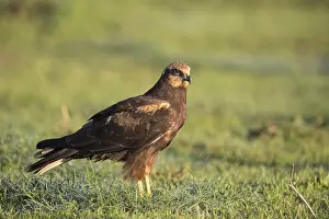 Western marsh-harrier (Circus aeruginosus)