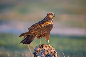 Western marsh-harrier (Circus aeruginosus)