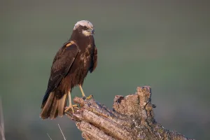 Western marsh-harrier (Circus aeruginosus)