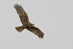 Western marsh-harrier (Circus aeruginosus)