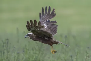 Western Marsh Harrier (Circus aeruginosus) female flying