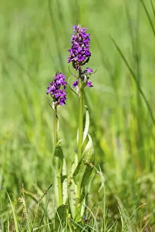 Western marsh orchid (Dactylorhiza majalis)