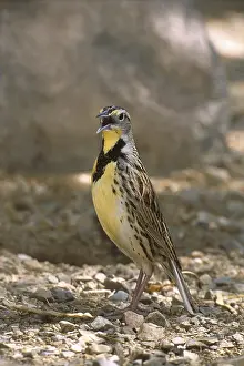 Western Meadowlark (Sturnella neglecta)