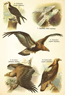 Western osprey (Pandion haliaetus)