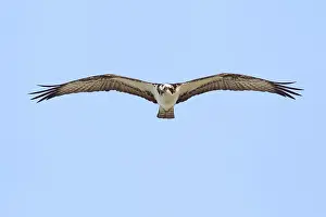 Western Osprey (Pandion haliaetus)
