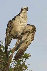 Western Osprey (Pandion haliaetus)