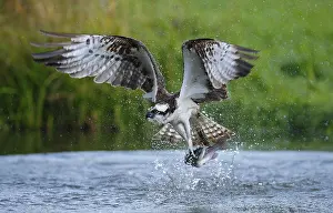 Western osprey (Pandion haliaetus) adult
