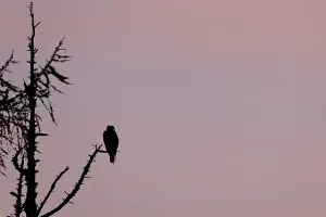 Western osprey (Pandion haliaetus) adult