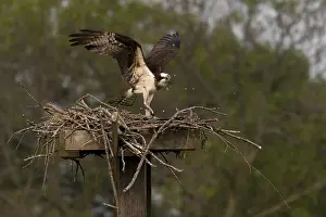 Western osprey (Pandion haliaetus) ? also called sea hawk