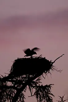Western osprey (Pandion haliaetus) chick