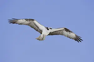 Western osprey (Pandion haliaetus) in flight